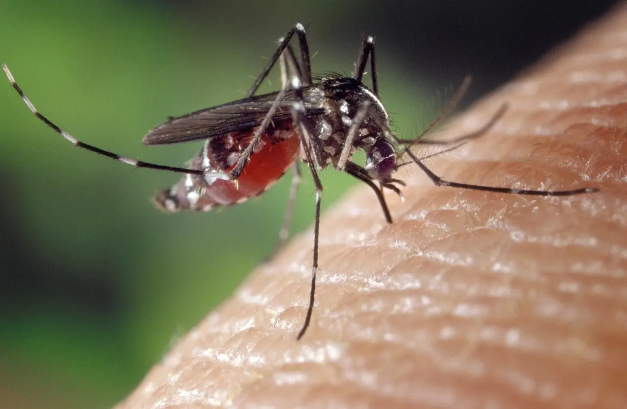 Perpignan : un premier cas autochtone de dengue