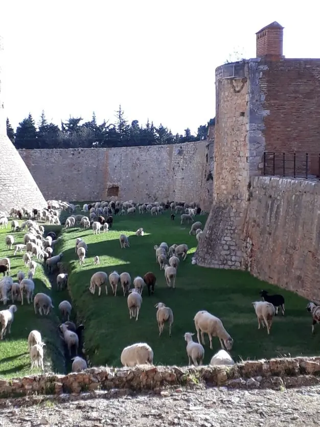 Des brebis « écopâturent » à la forteresse de Salses !