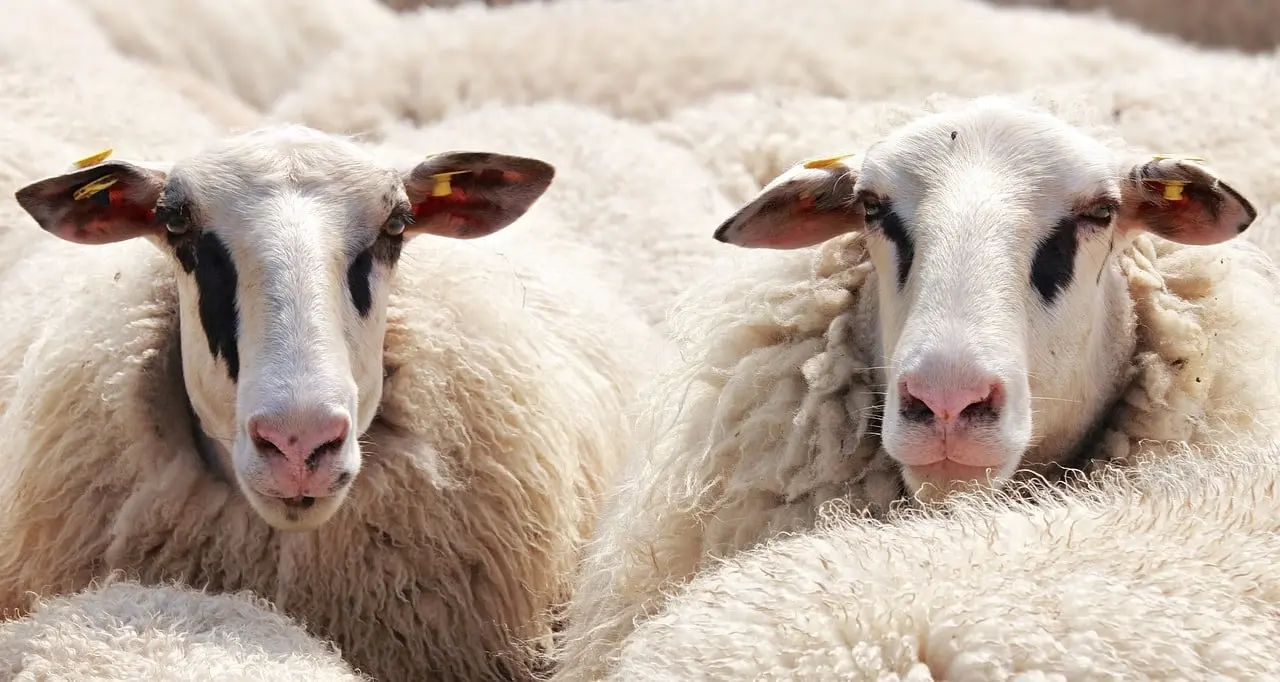Abattoir de Quillan : « Le diagnostic territorial est en cours de réalisation »