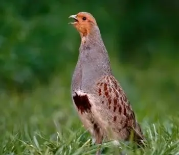 20A80BE2-A360-4A1A-BE40-74131B268E9D_4_5005_c Ariège. La chasse à la perdrix grise des Pyrénées dans le viseur des associations