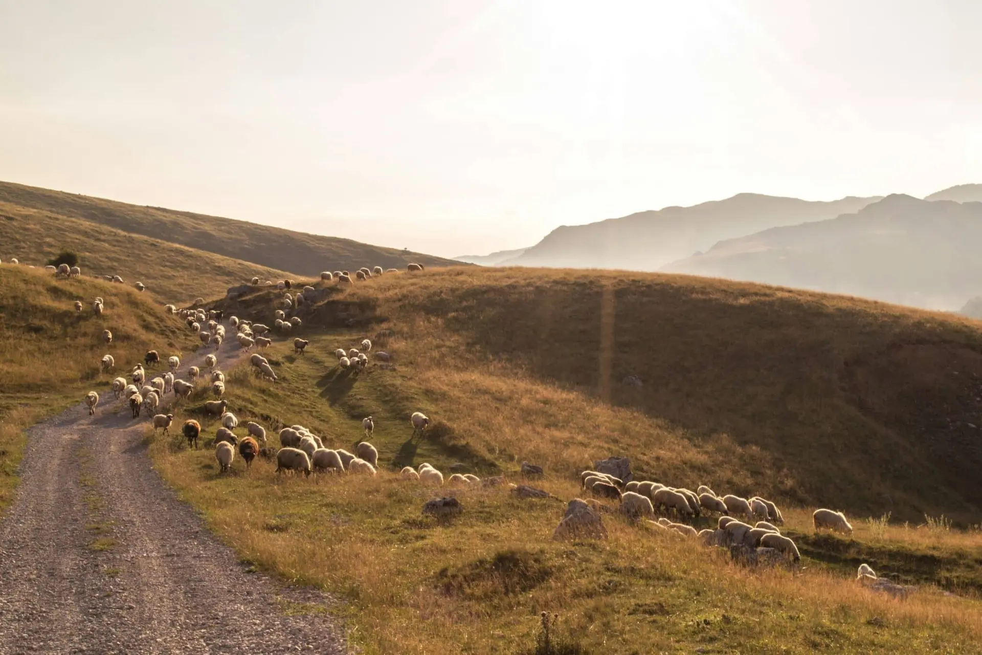 Pyrénées. Où voir les troupeaux des fêtes de la transhumance ?