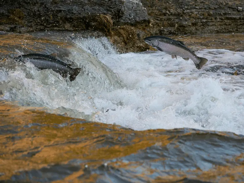 Pyrénées-Atlantiques. Stopper la pêche au saumon ?