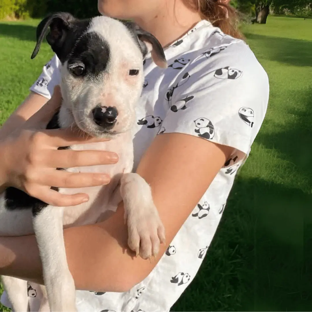 Saisie d’animaux maltraités à Blagnac : Il reste des chiots à adopter !