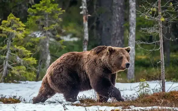 Ariège. La mort de l’ours « Gribouille » classée sans suite faute d’éléments