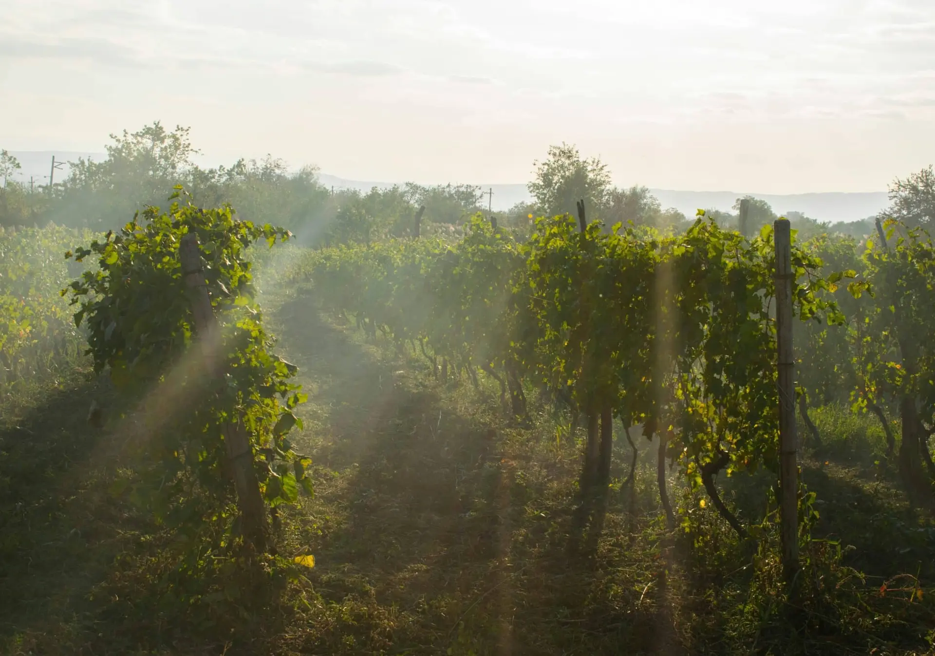 Aude. La Fête du Vin de Val-de-Dagne (Montlaur) s’inscrit dans un contexte de crise viticole inédit