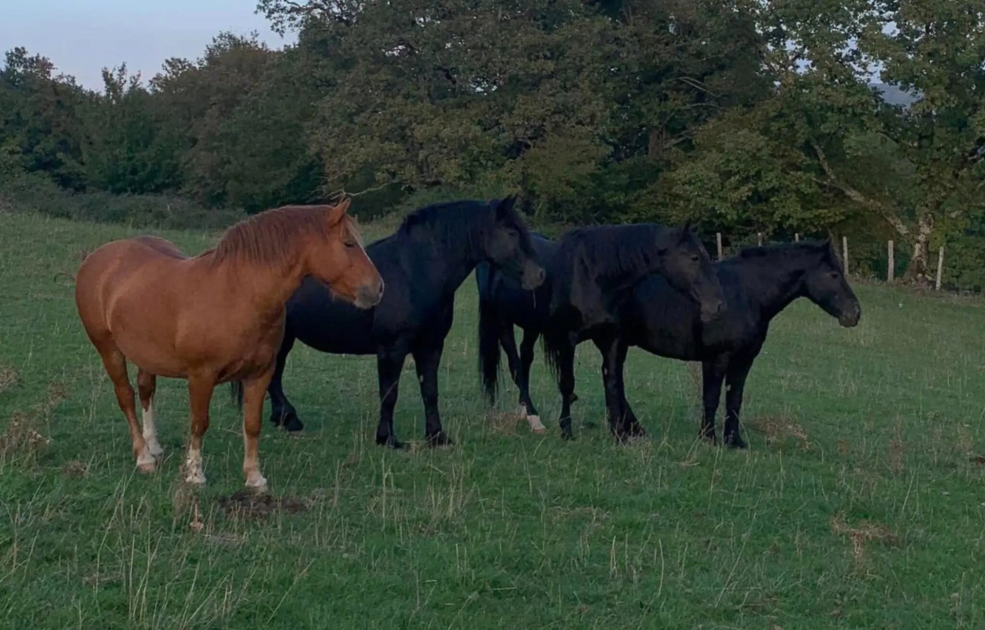 Ariège. Quatre chevaux portés disparus depuis 3 semaines, l’inquiétude grimpe pour leur propriétaire
