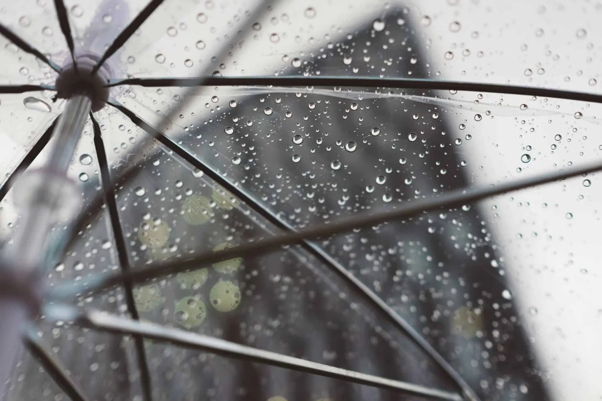 La Haute-Garonne et l’Ariège toujours en vigilance orange pluie-inondations · One Voice défend le renard · Une cagnotte du Stade Toulousain pour Mehdi Narjissi