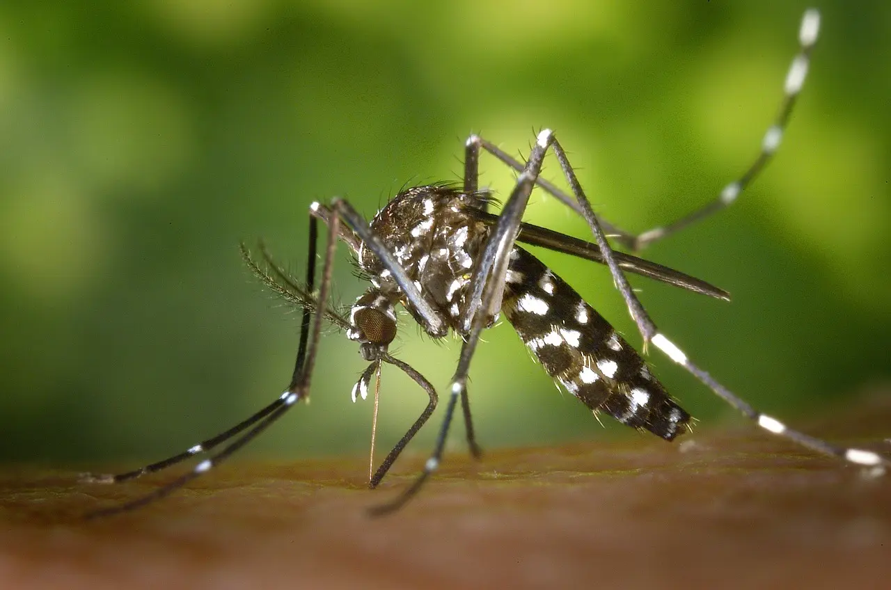 Ariège. Un cas de dengue à Varilhes : l’Ars a procédé à une opération de démoustication