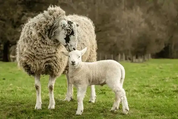 Fièvre catarrhale ovine en Ariège : 154 foyers recensés, « un nombre qui évolue tous les jours »