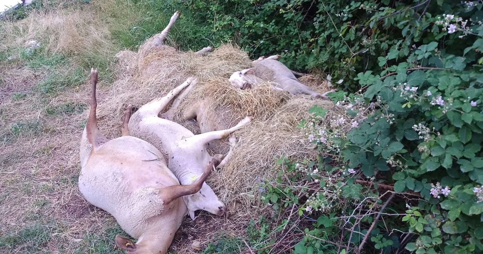 Occitanie. Fièvre catarrhale ovine (FCO 8) : récit d’une crise éprouvante qui a débuté dans les Pyrénées-Orientales