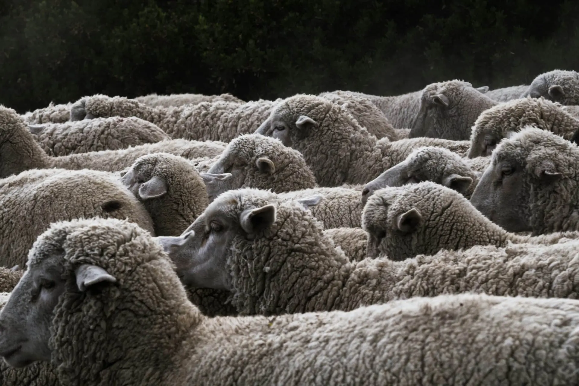 Occitanie. Fièvre catarrhale ovine (FCO 8) : 9.700 ovins morts dans les Pyrénées, le bilan sous-estimé d’une crise sans précédent