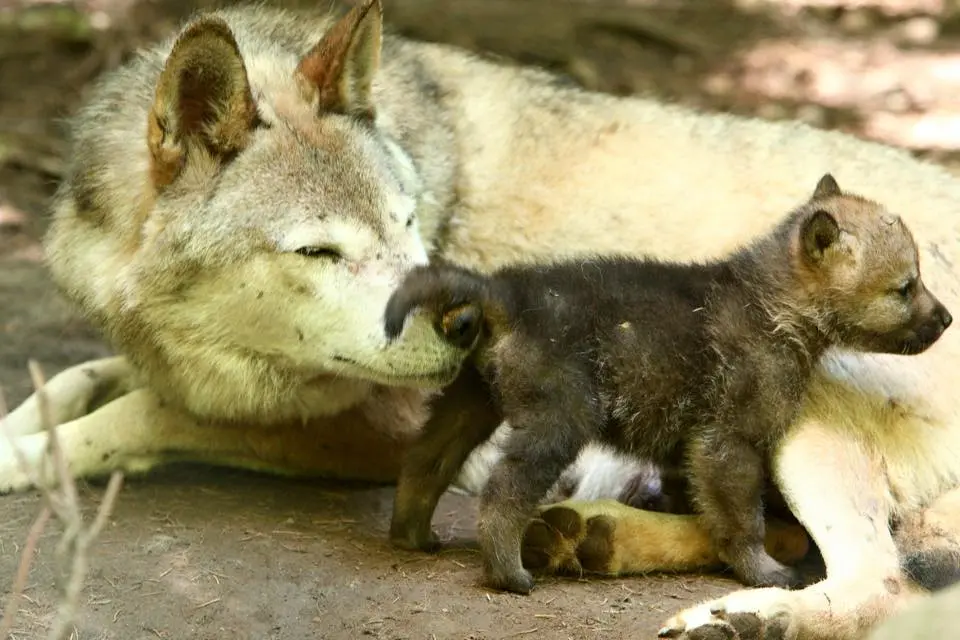 Ariège. Rencontre avec les loups sur RDV : « C’est un privilège de se retrouver dans ce cadre-là, à 900m d’altitude »