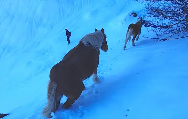 Ariège. Une jument et son poulain piégés dans la neige secourus après plus de 4 h d’intervention