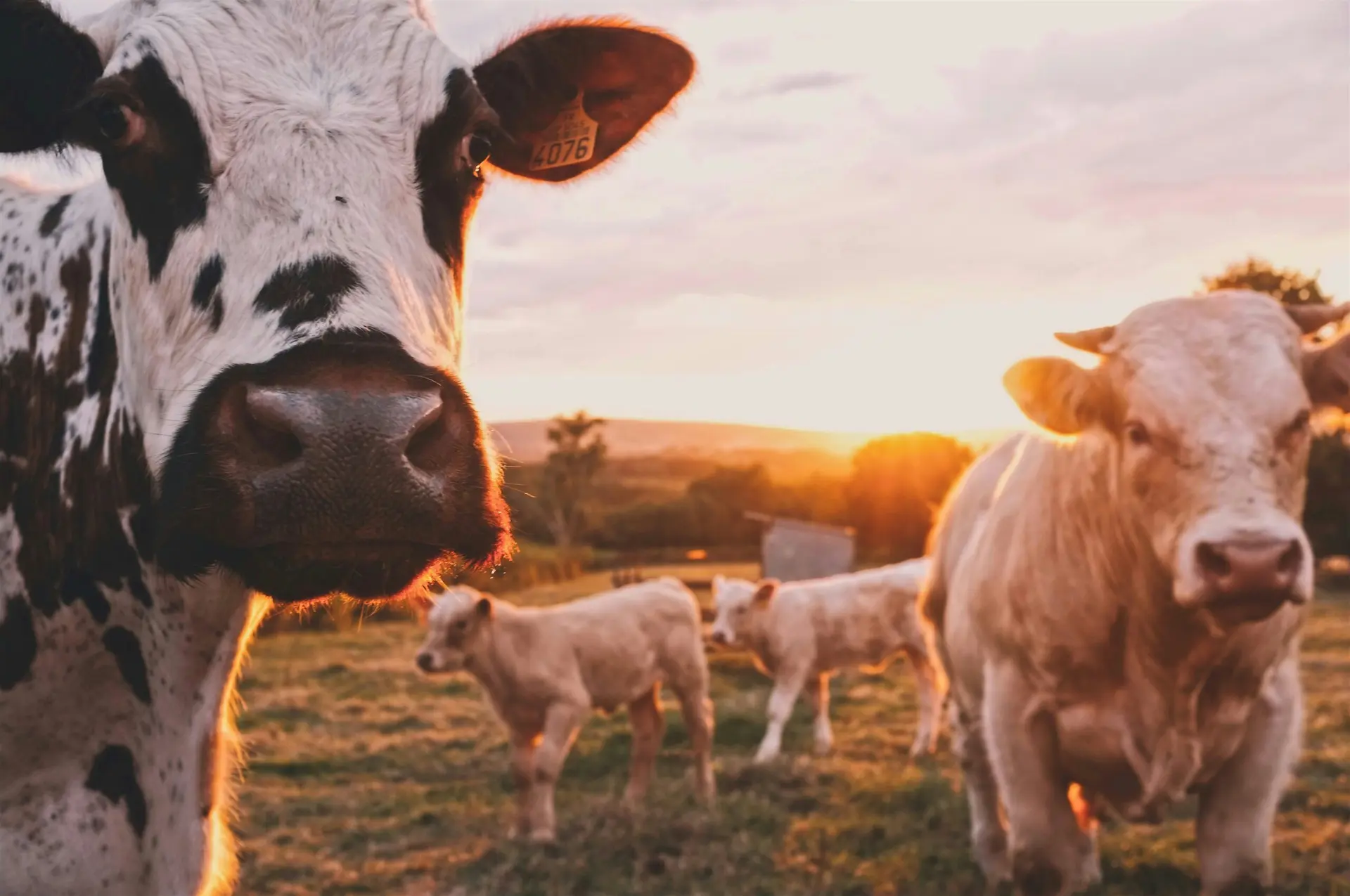 Produits locaux, éleveurs de nos campagnes : le Salon Régional de l’Agriculture ce week-end à Toulouse