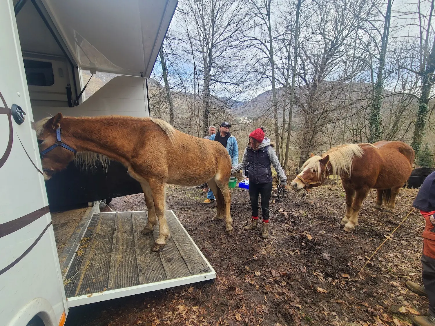 Ariège. Huit équidés dénutris saisis par la justice et placés dans une association