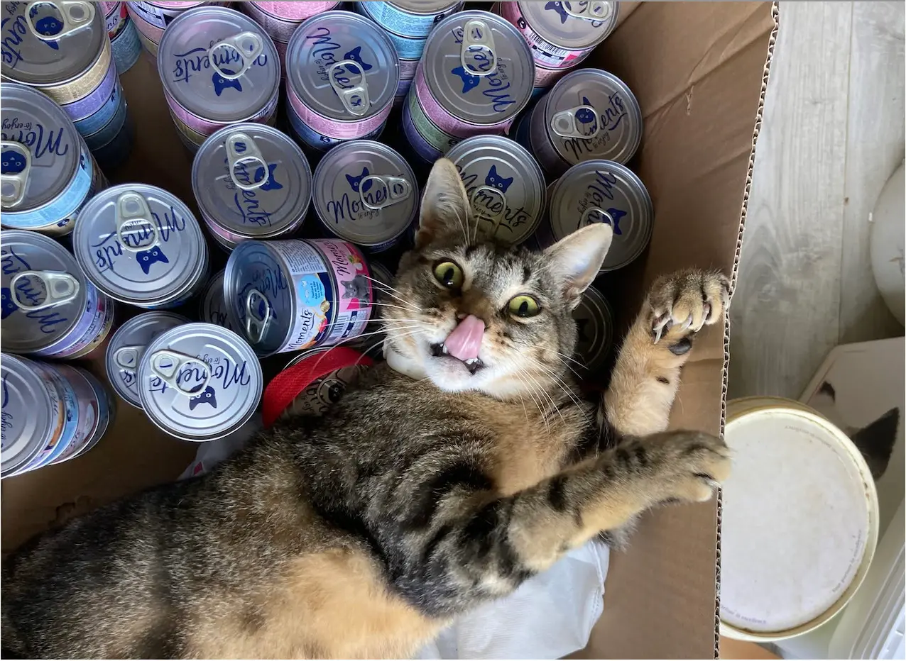 Pamiers. L’association Cosette lance une opération de collecte pour les animaux