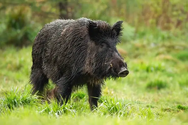 Aude. Un chasseur rate sa cible, un sanglier fonce sur lui et l’envoie dans le ravin