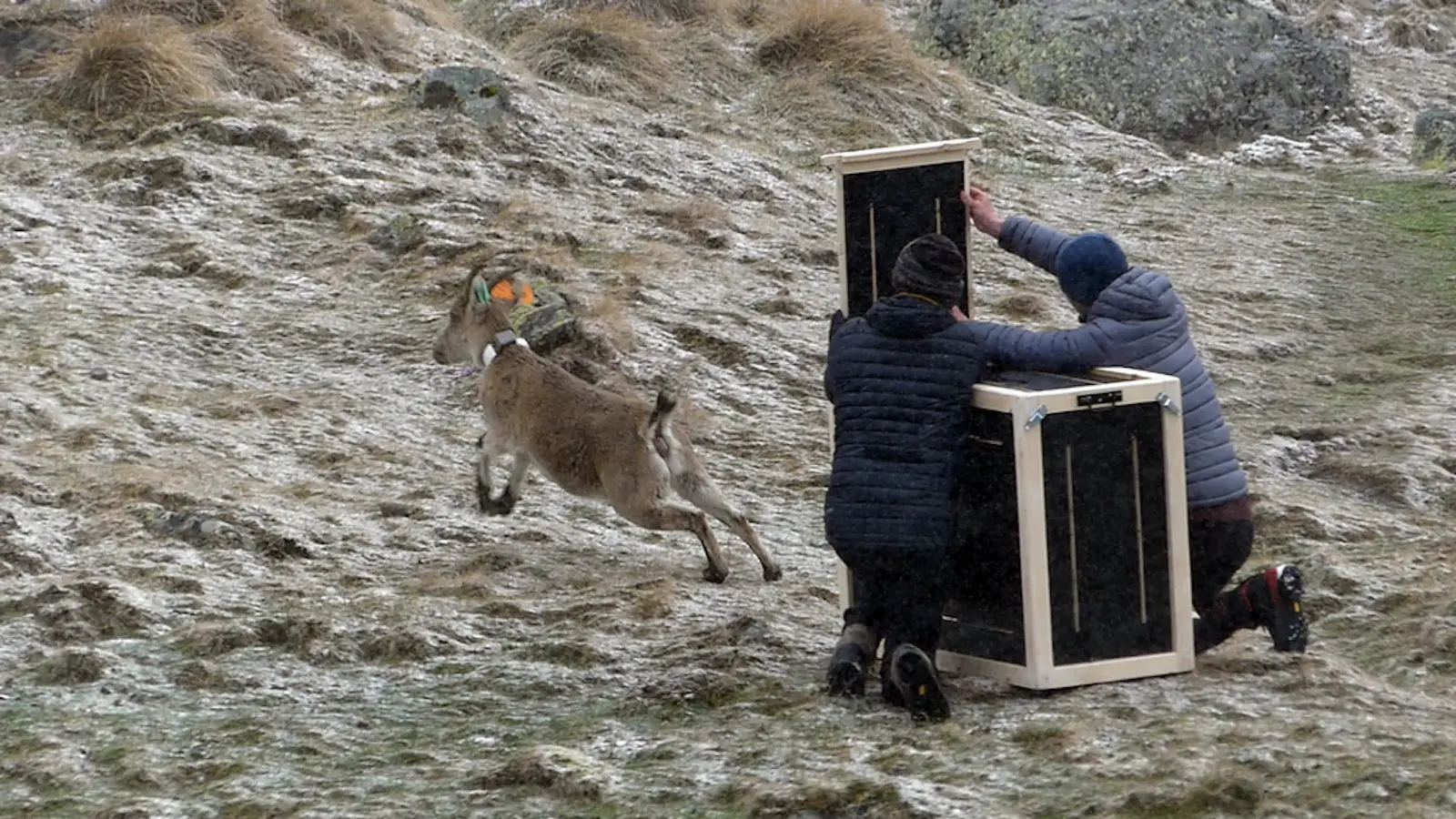 Ariège. Quatre femelles bouquetins relâchées à Soulcem dans le cadre d’un programme de conservation et d’une étude scientifique inédite