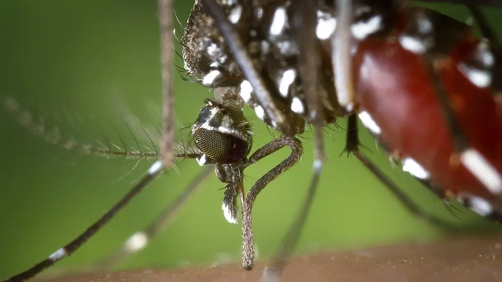 Occitanie. « ZzZzzzZz », pas de repos pour le moustique tigre, la traque débute ce 1er mai