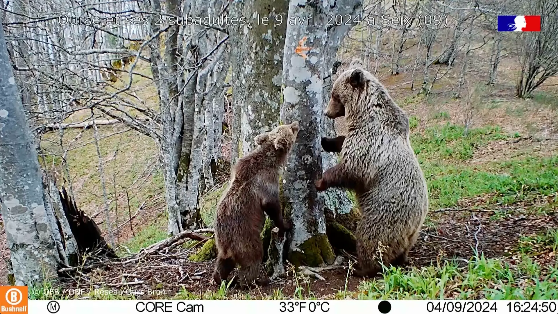 Pyrénées. La population d’ours brun bat des records et s’étend, les attaques sur les troupeaux diminuent