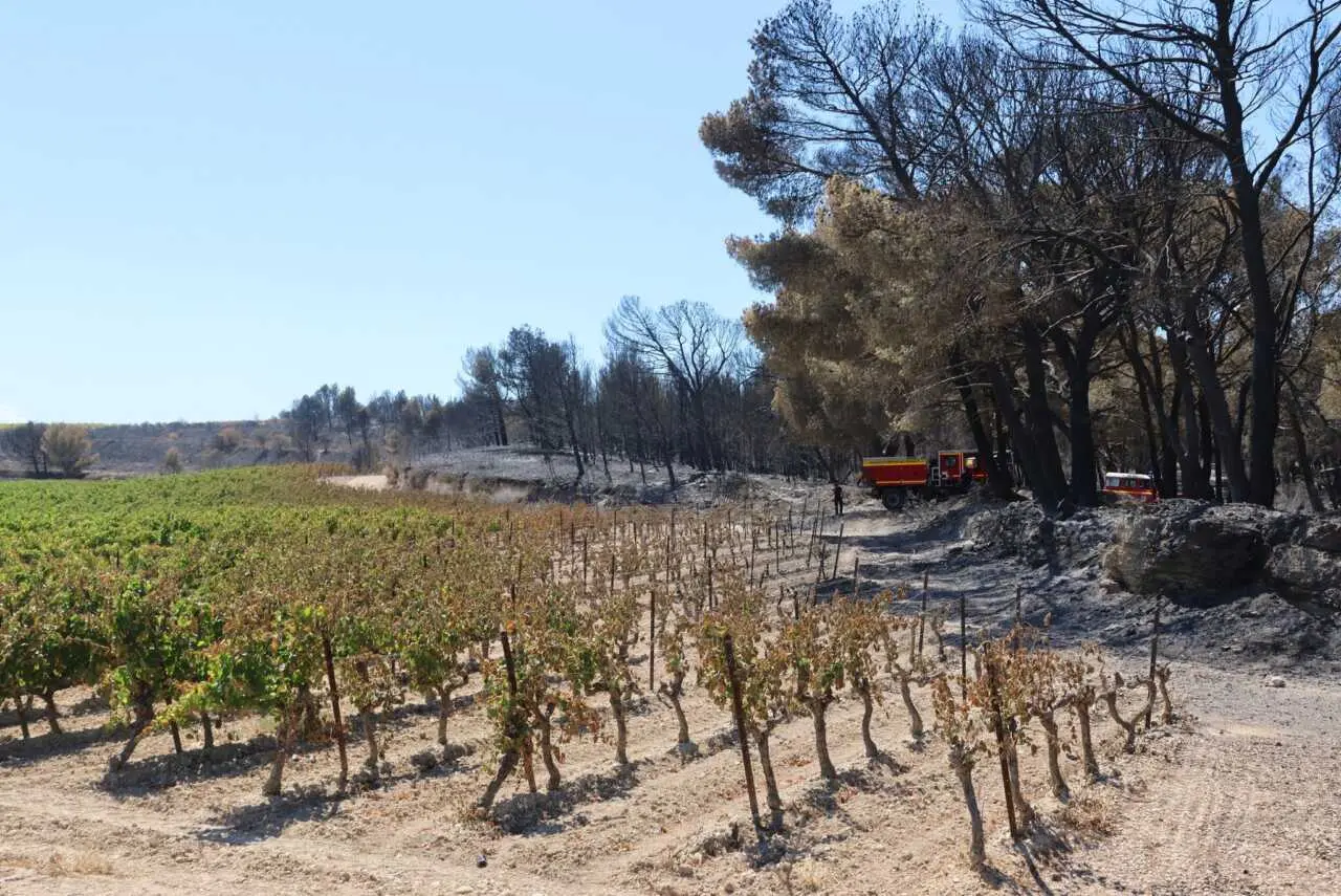 Aude : le syndicat des vignerons lance un appel à la solidarité après l’incendie dévastateur