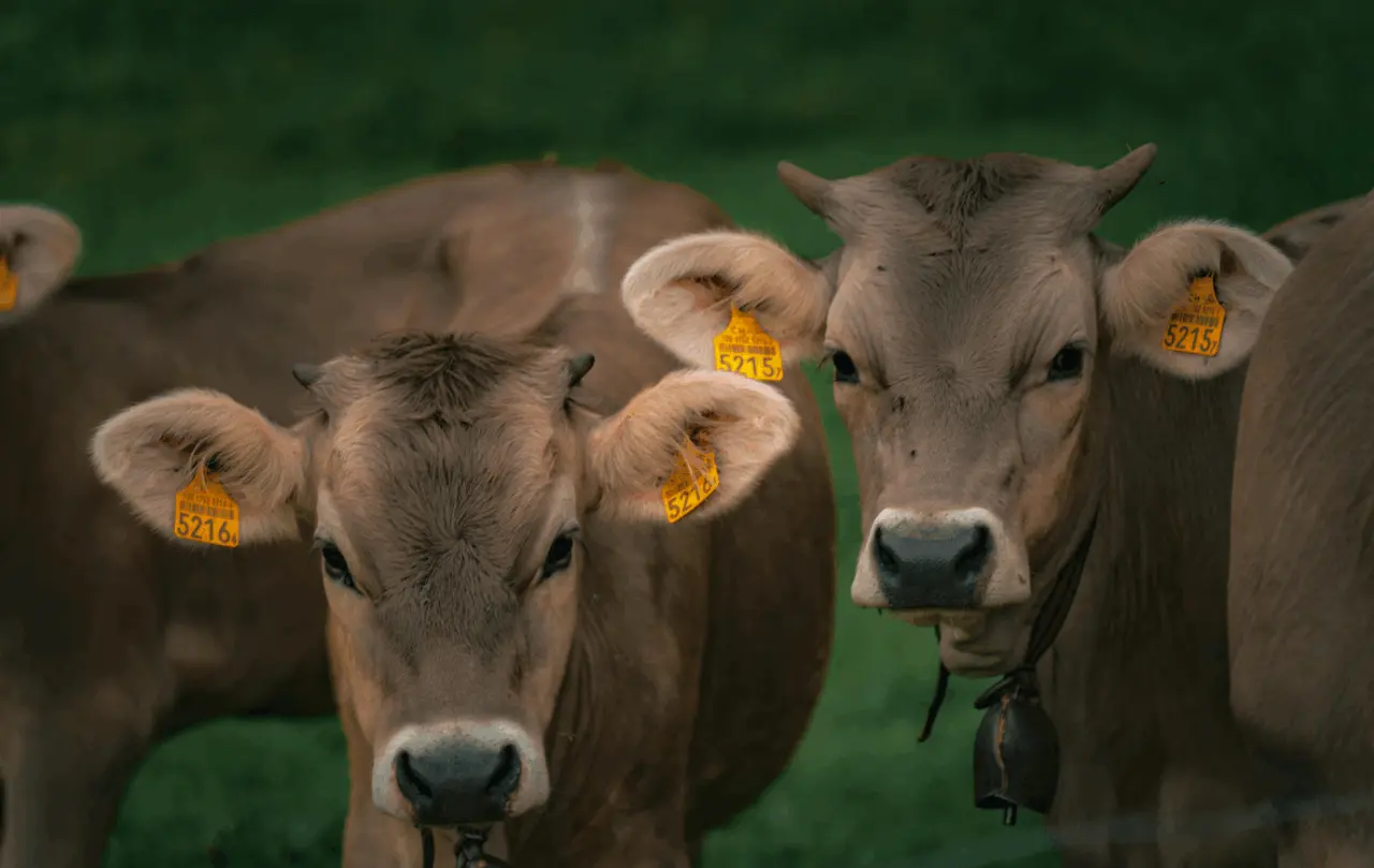 Ariège : la dermatose bovine s’approche des Pyrénées, les éleveurs appelés à redescendre leur troupeaux d’estive Ariège : la dermatose bovine s’approche des Pyrénées, les éleveurs appelés à redescendre leur troupeaux d’estive