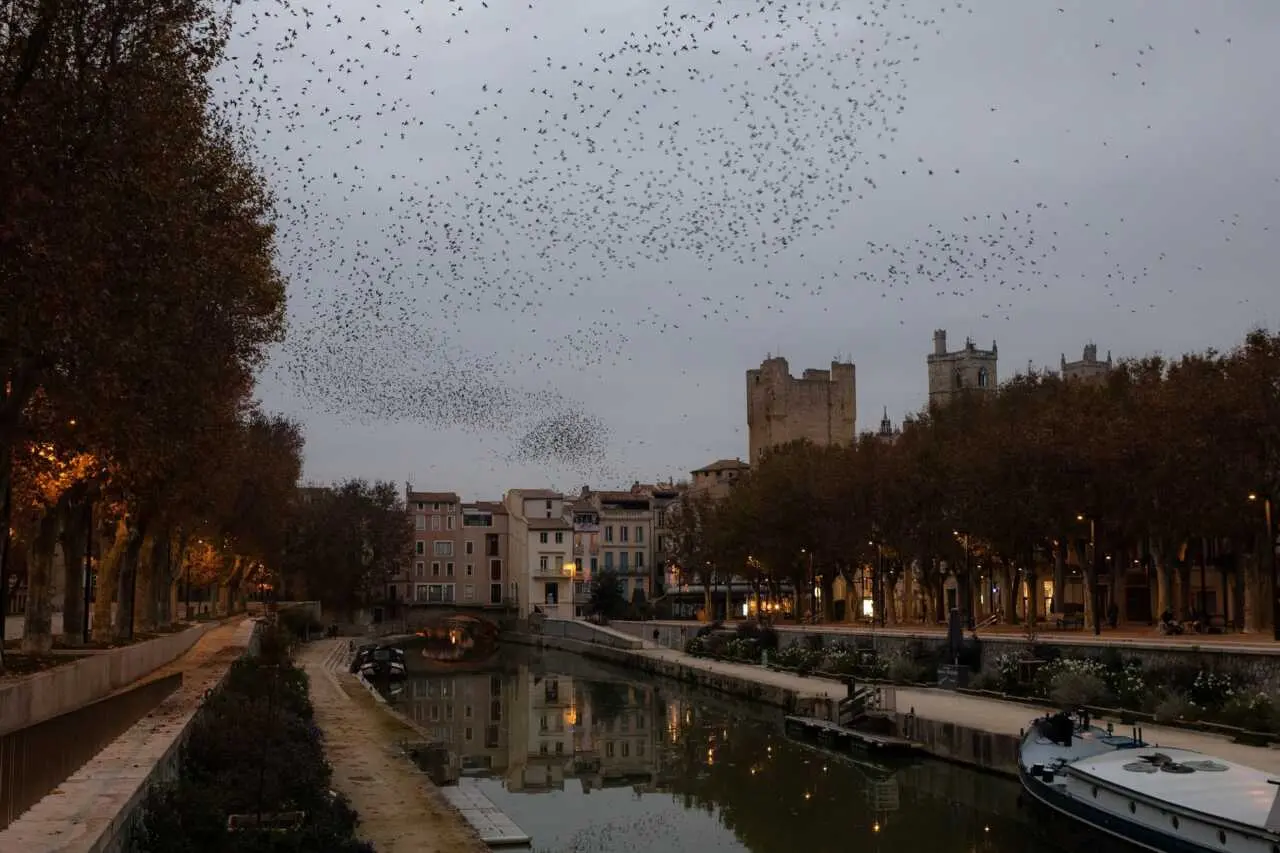 Narbonne intensifie ses opérations d’effarouchement face aux fortes apparitions des étourneaux