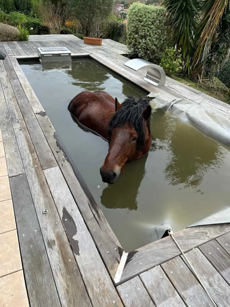 Un cheval sauvé d’une piscine dans les Pyrénées-Atlantiques