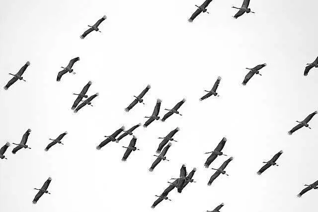 Un premier cas d’influenza aviaire confirmé sur une grue cendrée dans l’Aude