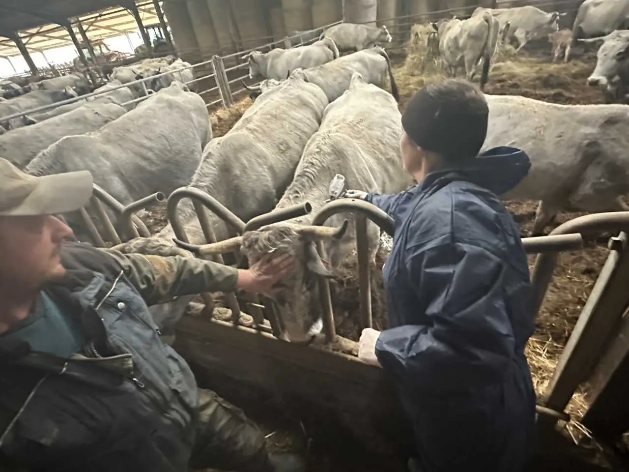 Ariège : malgré l’ouverture de la vaccination contre la DNC, l’inquiétude persiste chez les éleveurs