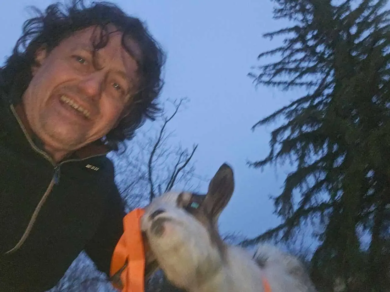 La cavale de Biscotte : la chevrette qui a fait courir un maire pendant 1 h 30