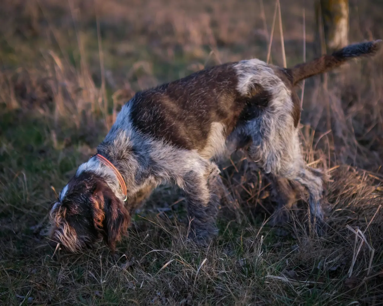Ariège : un chien de chasse sauvé d’une chute de 20 mètres Ariège : un chien de chasse sauvé d’une chute de 20 mètres