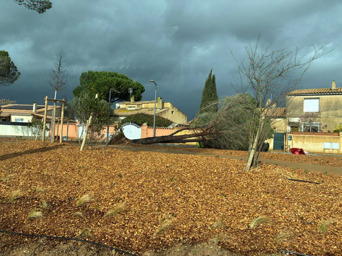 Tempête Pedro : la Ville de Carcassonne ferme ses parcs, jardins et cimetières Tempête Pedro : la Ville de Carcassonne ferme ses parcs, jardins et cimetières