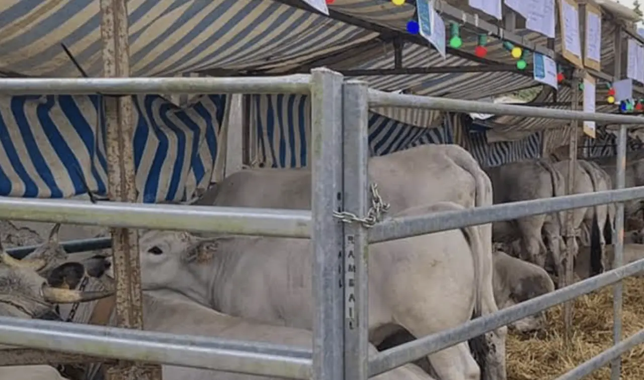 Nouvelle édition de la foire de printemps à Mazères