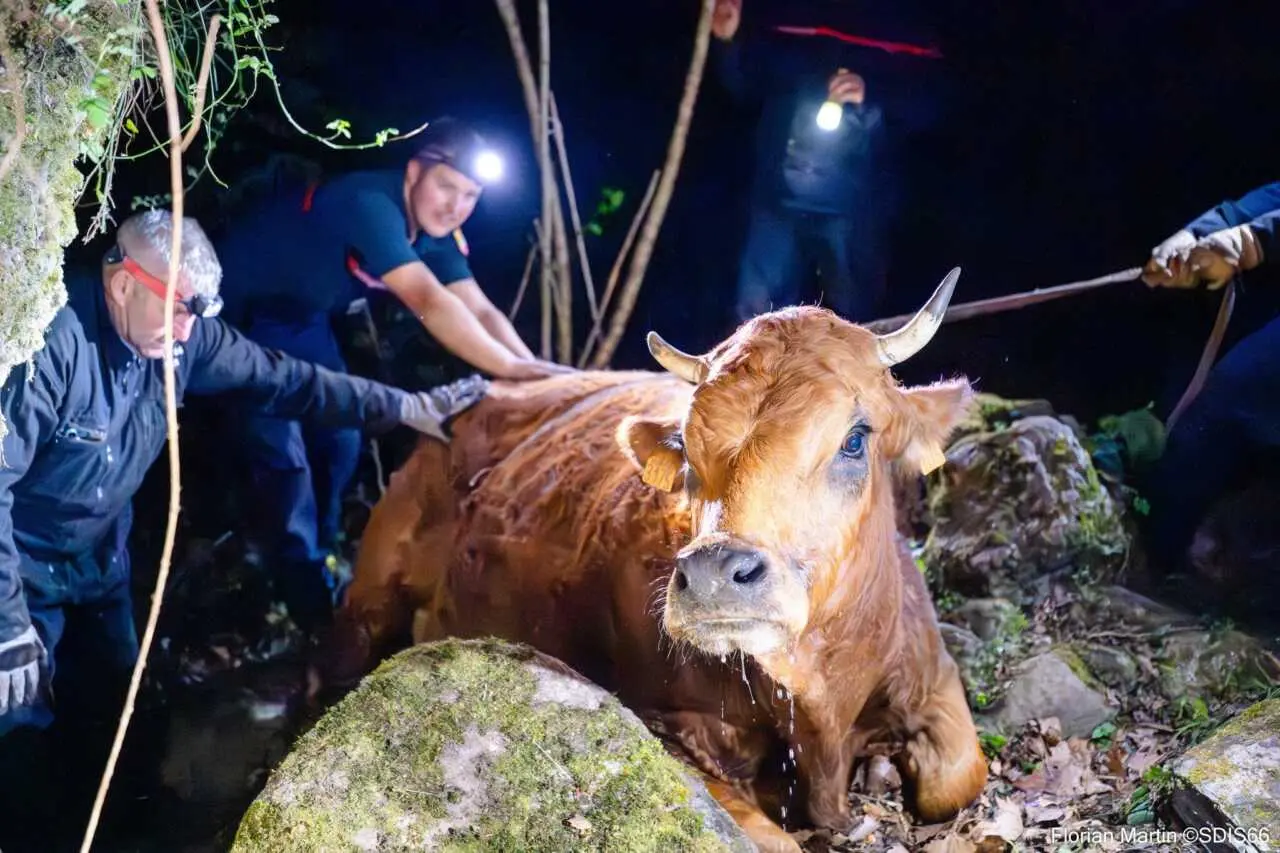 Une vache et son veau sauvés après une intervention des pompiers à Saint-Laurent-de-Cerdans