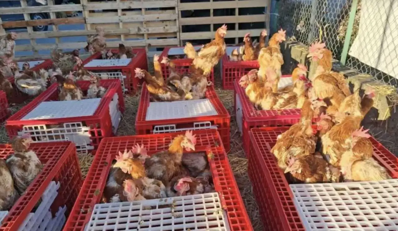 À Laroque-d’Olmes, 3 000 poules de réforme en quête d’un nouveau foyer