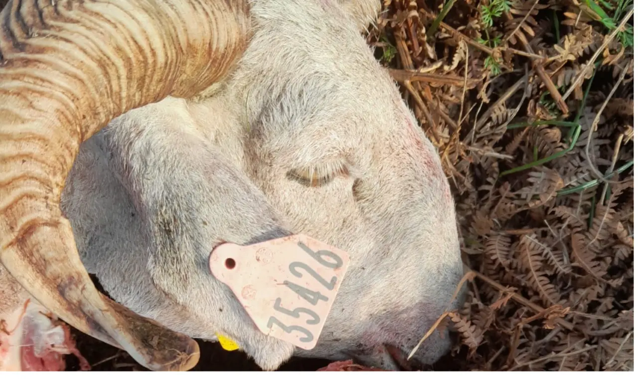 Ours : quatre brebis tuées en moins d’une semaine en Ariège, « la dernière à 100m du village », alerte les éleveurs Ours : quatre brebis tuées en moins d’une semaine en Ariège, « la dernière à 100m du village », alerte les éleveurs