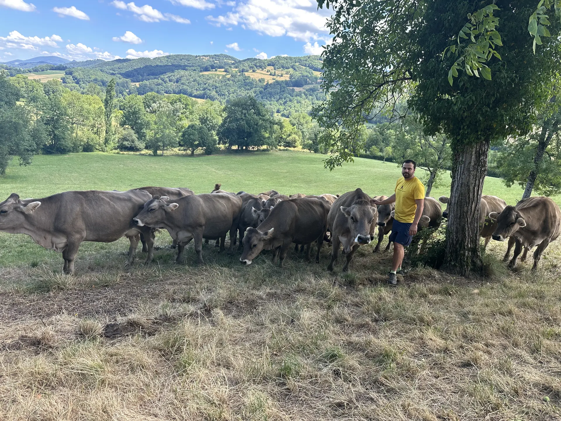 Canicule en Ariège : "On sauve ce qui est sauvable", fourrages épuisés, production de lait en baisse… les agriculteurs sous pression