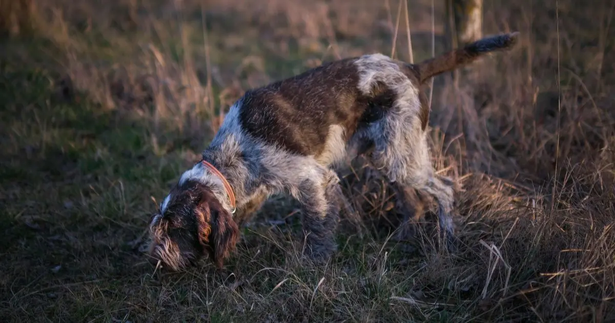Piégé à 5 mètres sous terre, un chien de chasse sauvé par six pompiers en Ariège