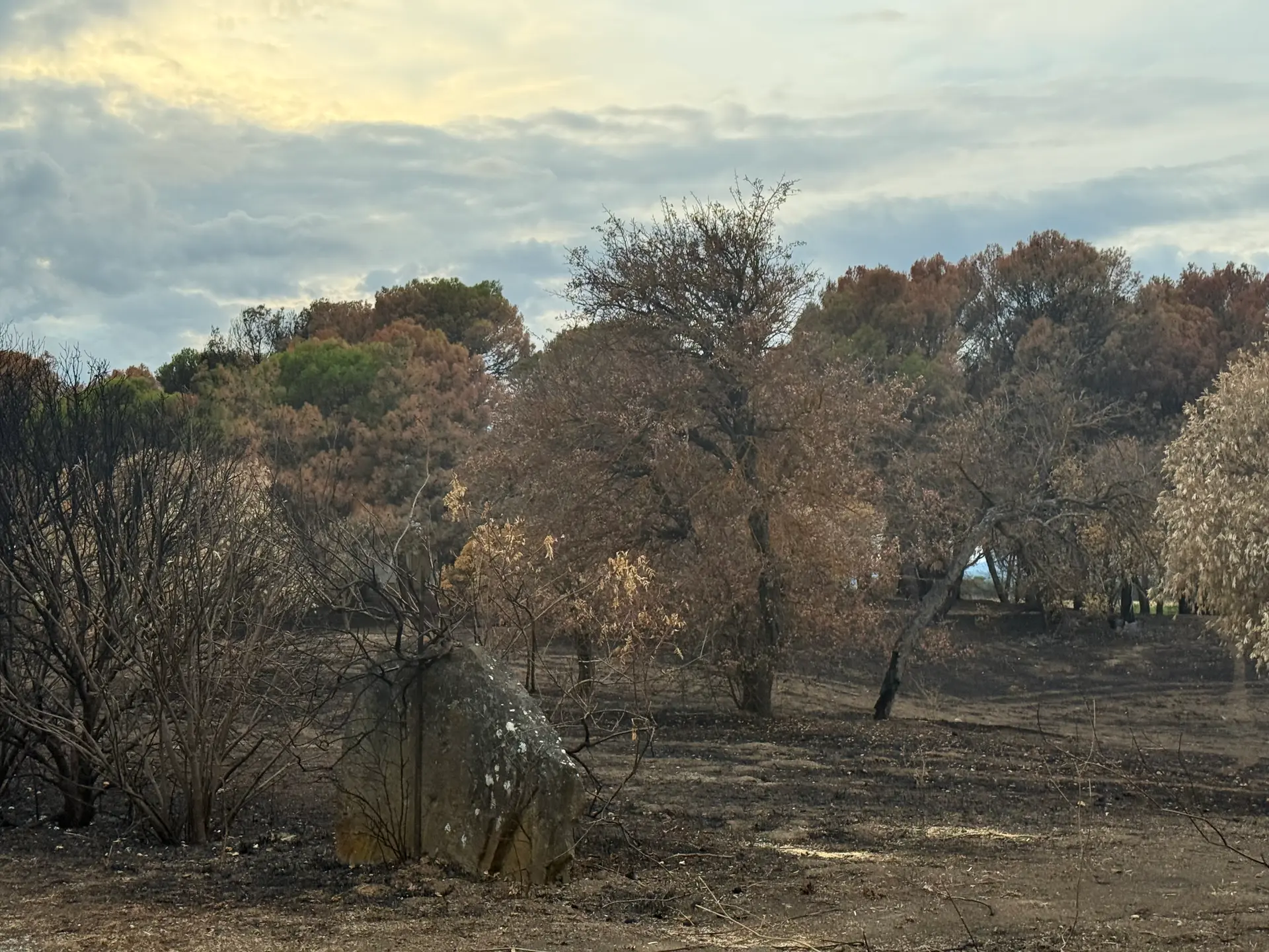 Trèbes : 8 hectares de végétation parcourus par un incendie