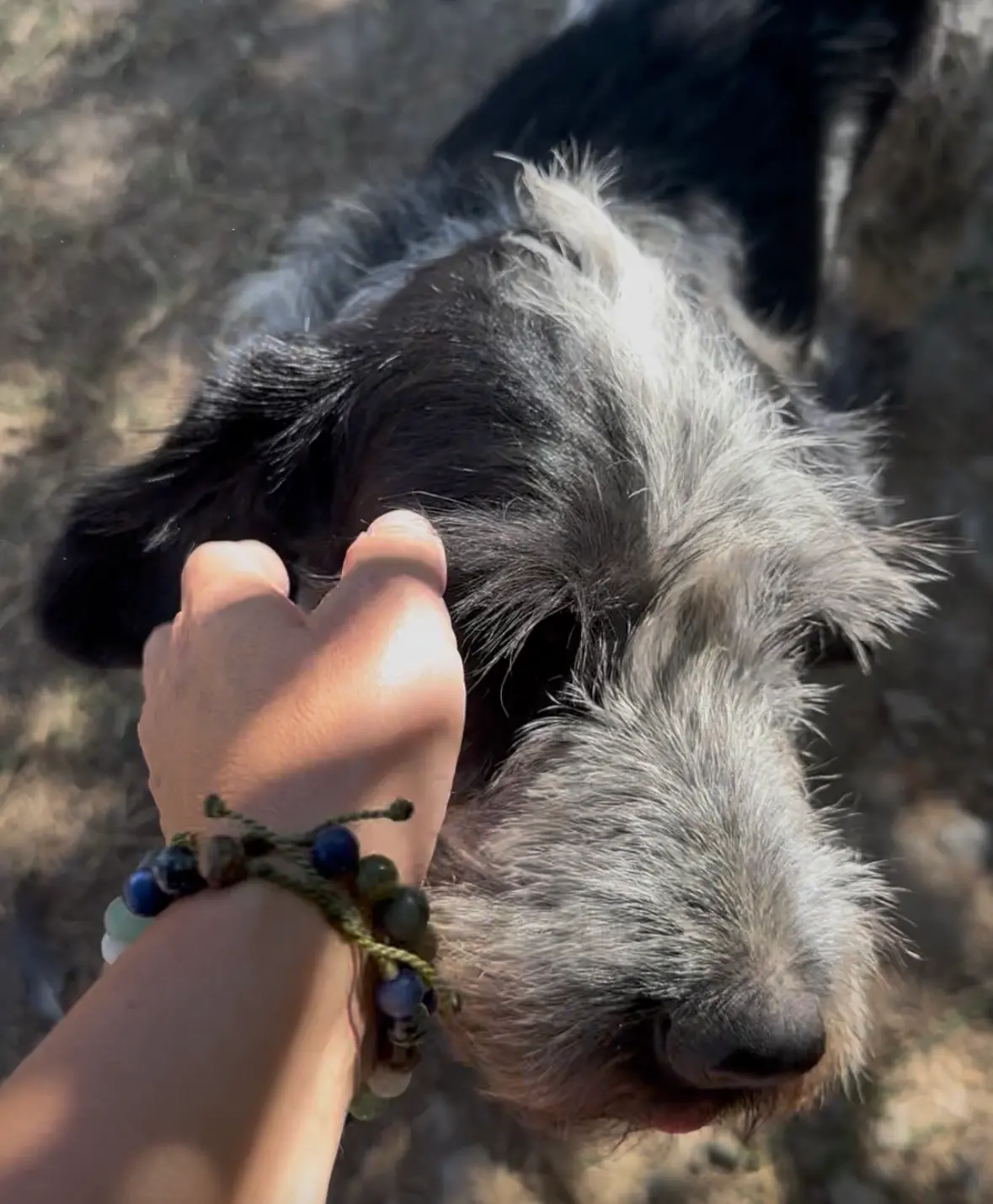 Refuge des trois bornes : une journée portes ouvertes pour rencontrer les animaux à l’adoption