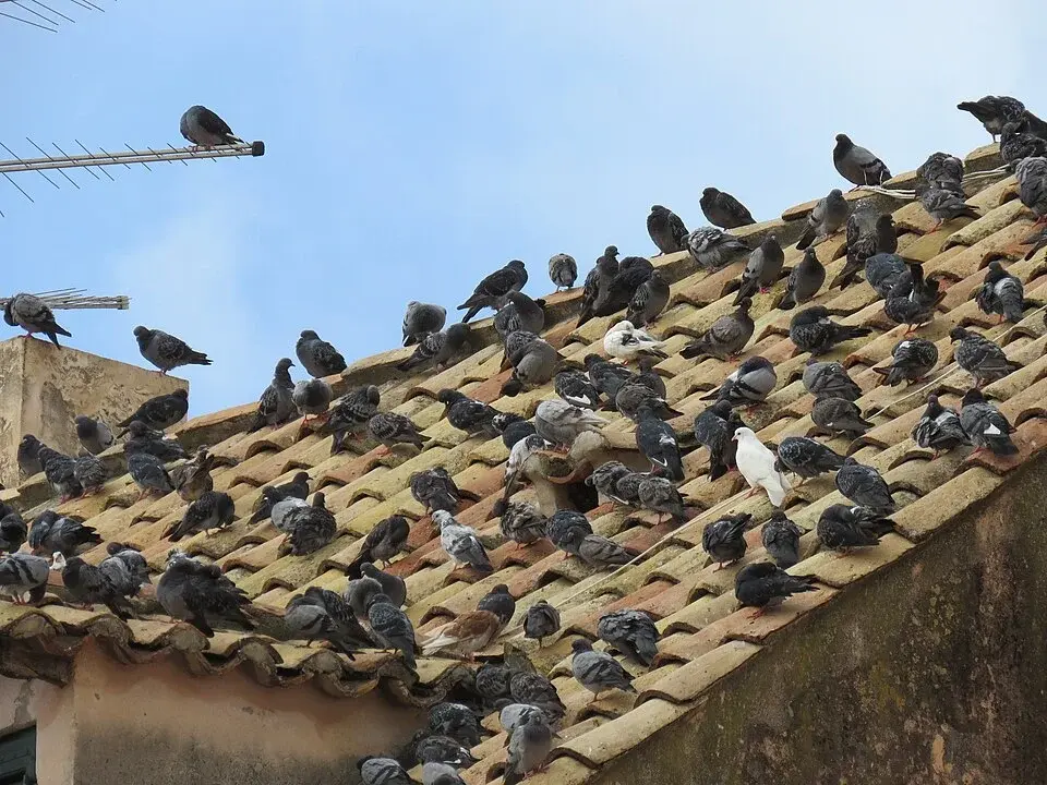 Carcassonne : la Ville interdit de nourrir les pigeons sous peine d’une amende pouvant atteindre 450€