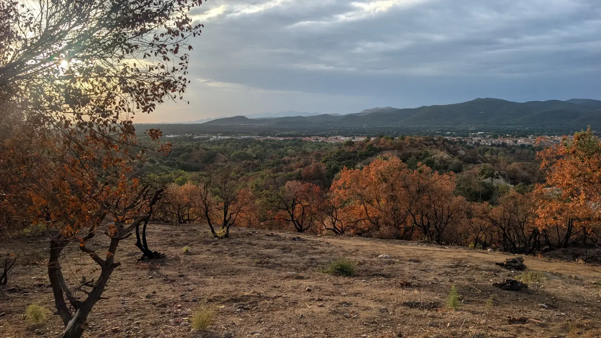 Vivre après le feu : dans les Pyrénées-Orientales, trois voix racontent l’après-incendie