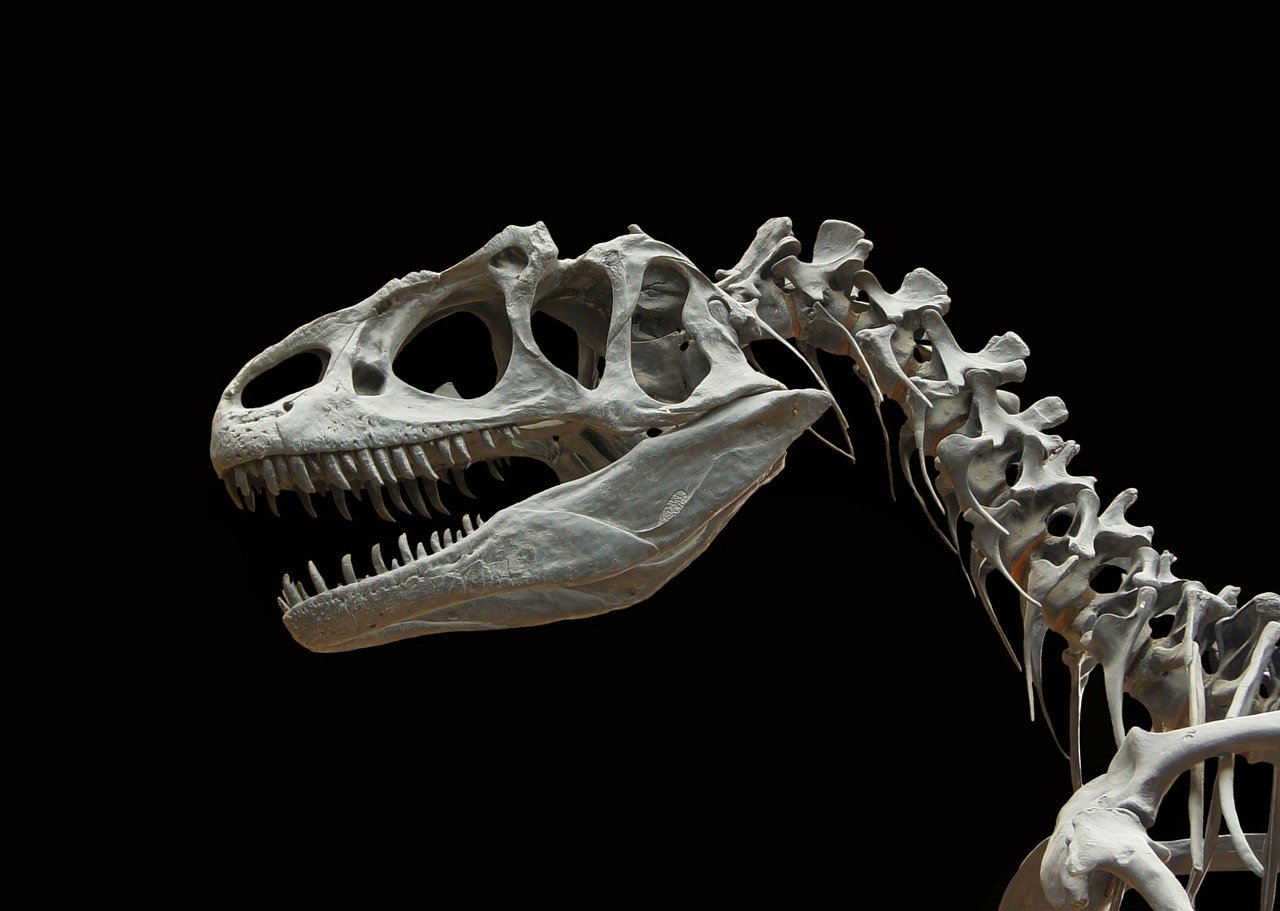 Pyrénées : Une nouvelle espèce de dinosaure découverte par des chercheurs