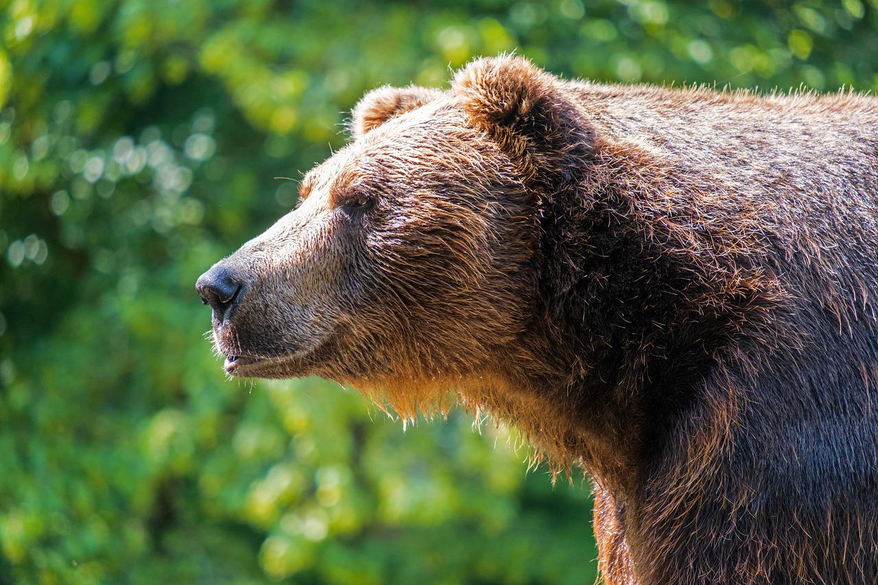 INVITÉ : Denis Olagnon, préfet coordinateur du massif des Pyrénées en charge des sujets de l’ours