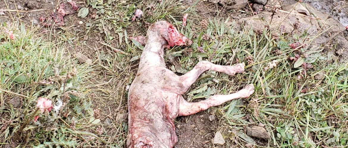 Certaines brebis étaient pleines. Une fois au sol, elles sont dévorées par les vautours. Crédit photo : la Chambre de l'agriculture.