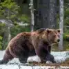 Ariège. La mort de l’ours « Gribouille » classée sans suite faute d’éléments