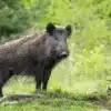 Ariège. Trois véhicules se percutent sur la RN20 à cause d’un sanglier