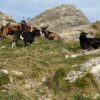 À la découverte du chemin des chèvres : entre ruines, cabanes et chèvres curieuses