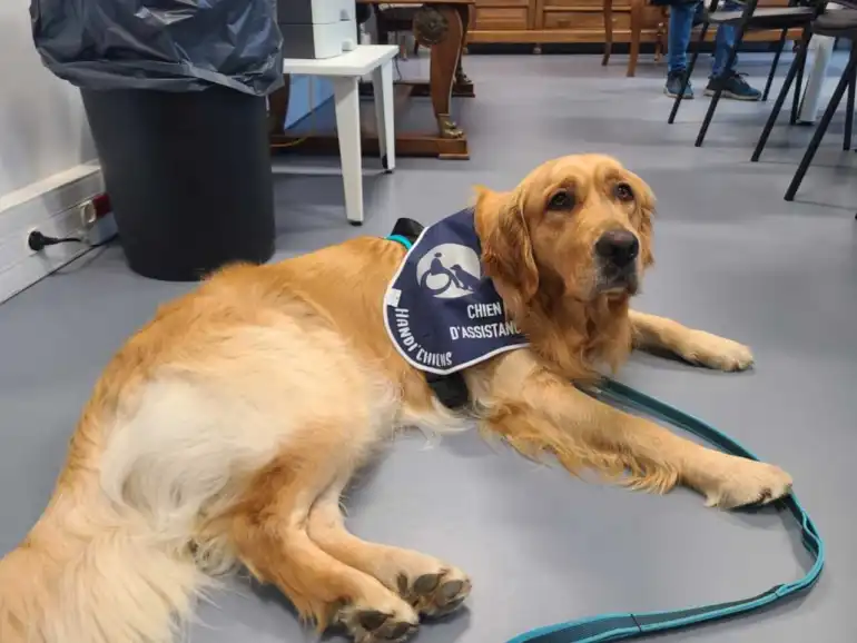 Ulyne, premiÃ¨re chienne dâ€™assistance judiciaire Ã  Foix, entre en scÃ¨ne